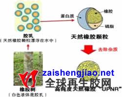 住友橡胶高纯度天然橡胶研制成功